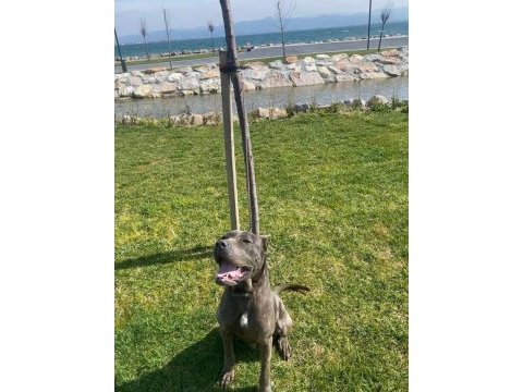 Cane corso yavrularımız doğmuştur