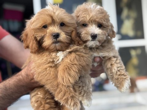 Wc eğitimli aşılı  garanli maltipoo yavrularımız