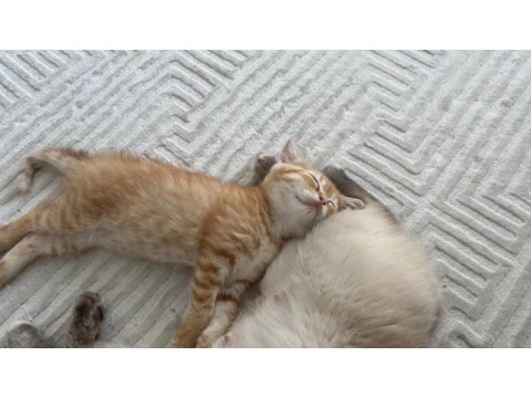 British shorthair sarı 3 aylık