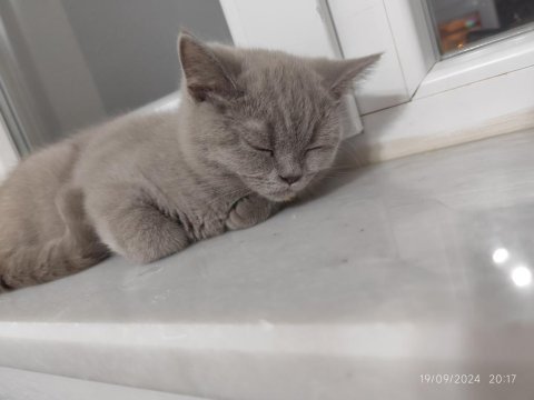 British shorthair yavrumuz