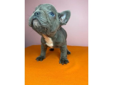 Orjinal french bulldog blue köpeğimiz