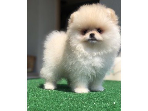 3 aylık 2 dişi üst kalite orijinal pomeranian boo