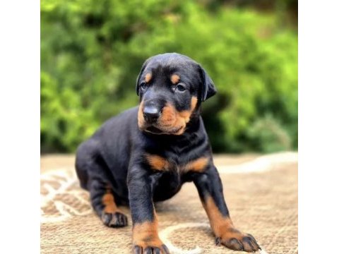 Europan doberman köpeği