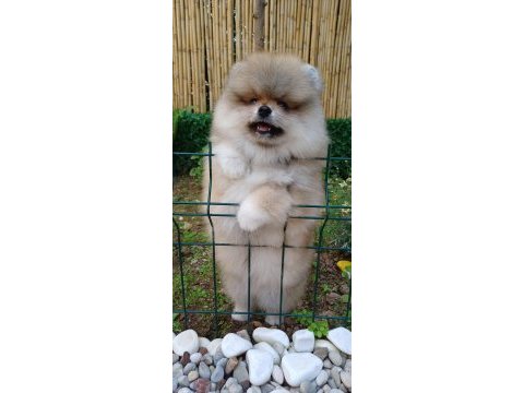 Pomeranian boo tea cup erkek