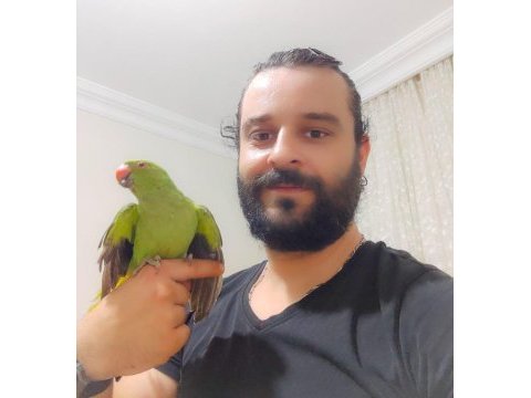 3 aylık yavru pakistan papağanları