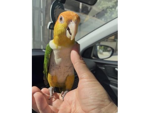 Dost canlısı konuşma var ful uysal caique