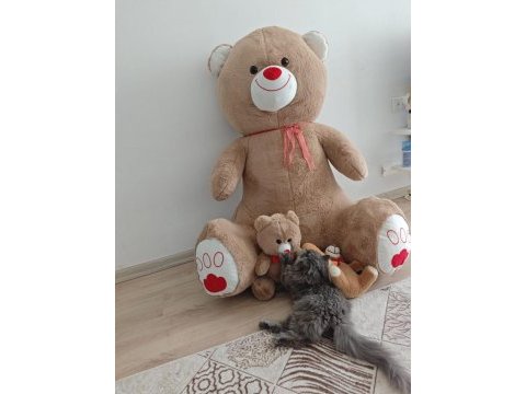 British longhair 4 aylık