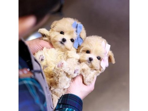 Toy poodle bebeklerim