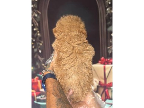 Altın rengi toy poodle yavrular