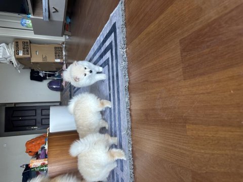 2 aylık beyaz yavru pomeranian