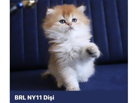 British longhair ny25 /ny11 dişi yavrular