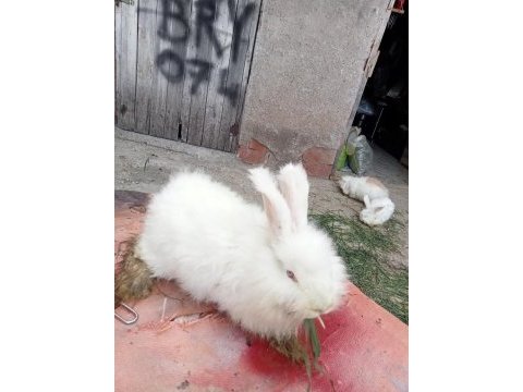 Üç adet hollanda lopu ve iki adet angora tavşanı
