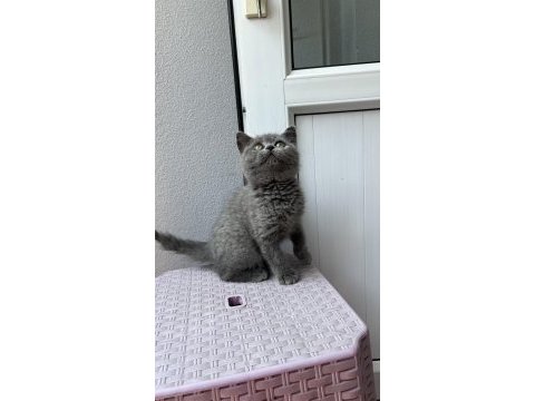 British shorthair