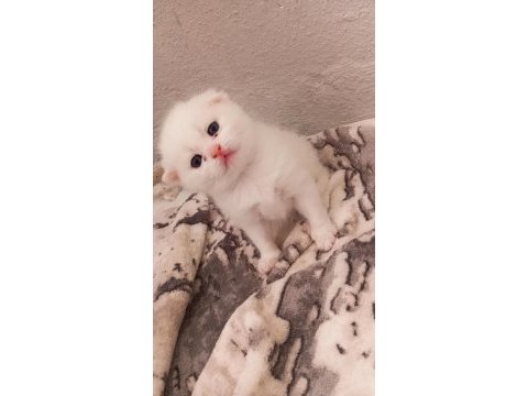 Yavru scottish fold