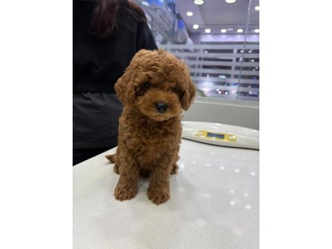 Red brown toy poodle
