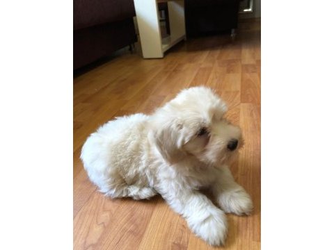Maltipoo 2 aylık