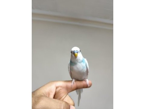 Ful evcil muhabbet kuşu