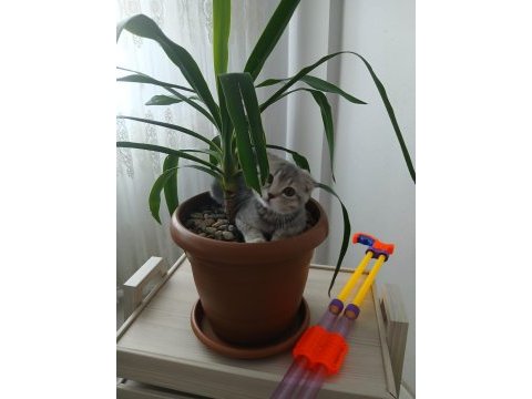 British shorthair kedimiz
