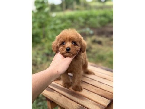 Red micro teacup dişi maltipoo