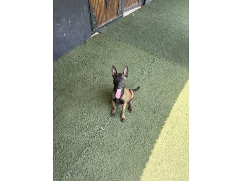 Kalitenin adresi mete köpek akademisi (malinois)