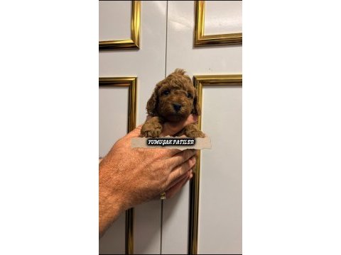 Koyu kızıl poodle