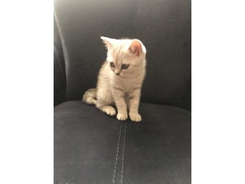 British shorthair 65 günlük yavru