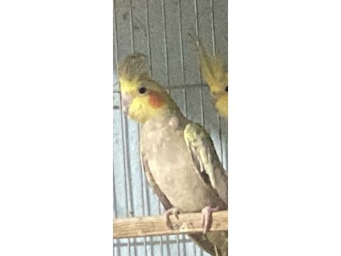 Sultan papağanı dişi yada erkek yada yavru