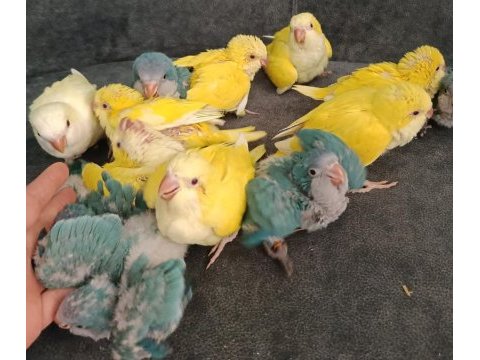 El beslemesi monk papağanları