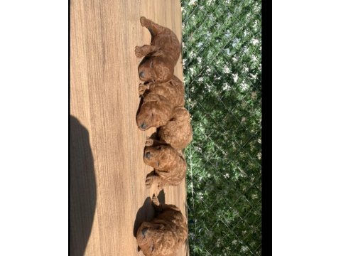 A+++ safkan toy poodle yavrularım