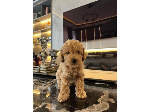 Erkek 2 aylık maltipoo
