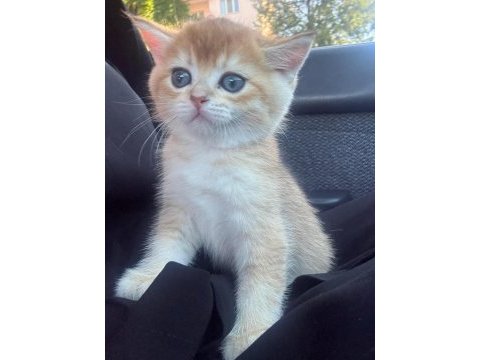 British shorthair golden bebek