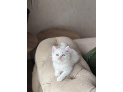 Üst düzey kalitede beyaz  british shorthair
