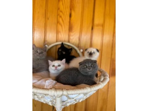 Orijinal british shorthair bebeklerimiz