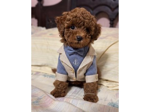 Orijinal toy poodle köpeği