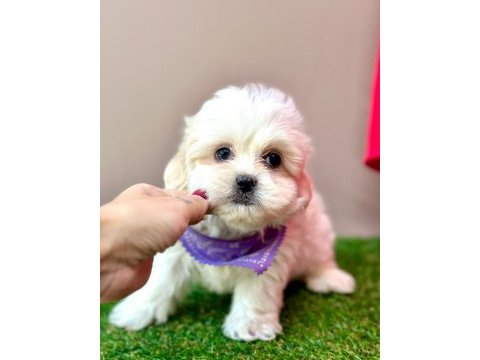 Sevimli maltese yavrular