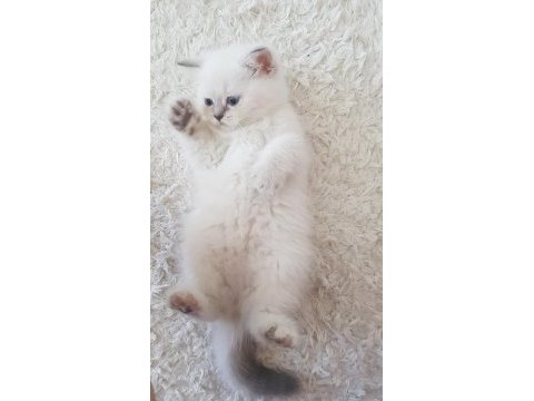 Özel renk british shorthair-sağlıklı eğitimli yavrular