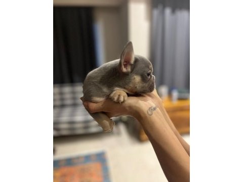 Lilac tan french bulldog