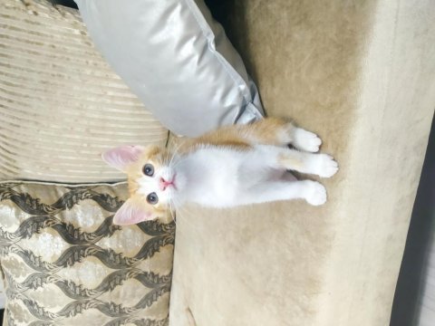İki aylık kedimiz