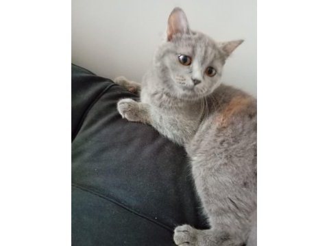 2 aylık küçük patı minik eller british longhair