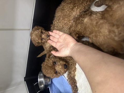 Dişi erkek toy poodle yavrularımız