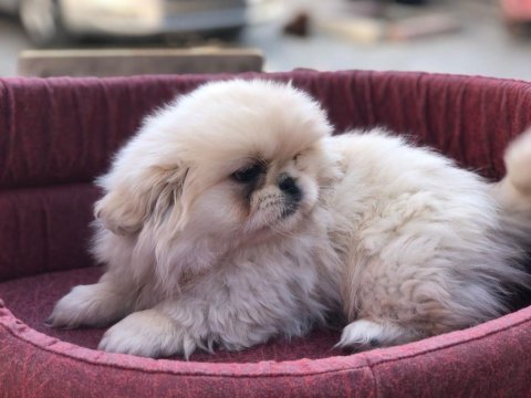 İmperal pekinez köpeğimiz