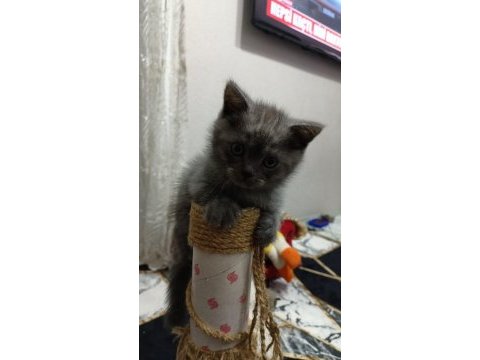 British shorthair erkek yavrular