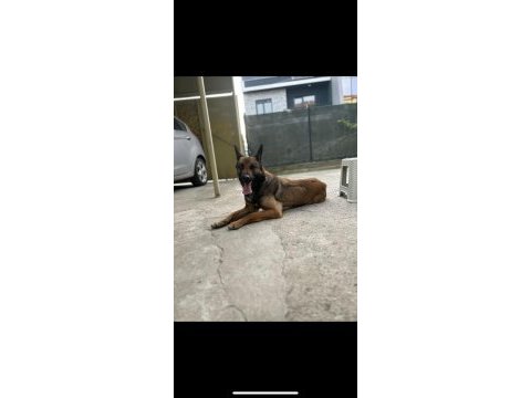 Belçika kurdu heraya yeni yuvar arıyorum