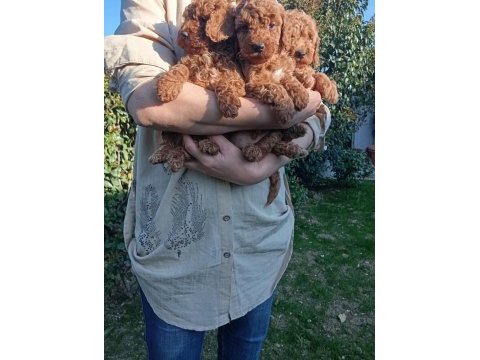 Toy poodle bebek köpekler