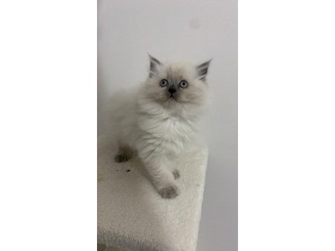 Kalite isteyenlere özel british shorthair kediler