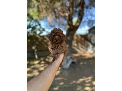 Sağlık ve ırk garantili toy poodle yavrularımız 