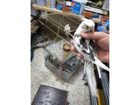 Sultan papağanı yavruları 2 aylık