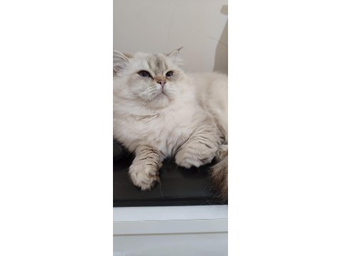 Orjinal erkek british longhair