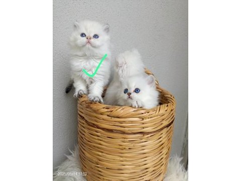 Okyanus gözlü silver point british longhair yavrular