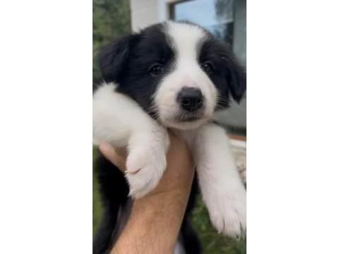 Çok özel son 2 yavru köpeğimiz